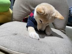 -逗柴咖啡屋·狗咖猫咖宠物桌游