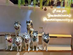 -Husky Go! 哈士奇体验馆·宠物咖啡厅狗咖