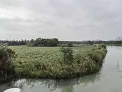-贡湖湾湿地公园