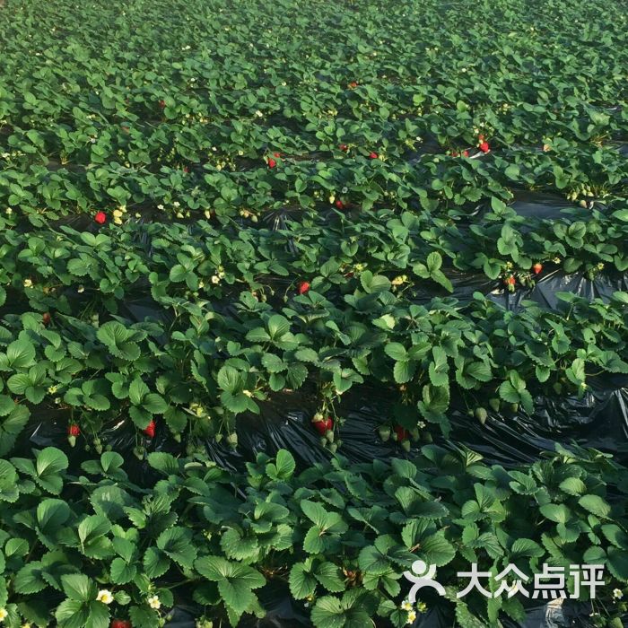 幸福草莓园草莓采摘((未来科技城园))图片 - 第86张