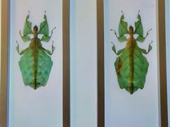 -上海昆虫博物馆