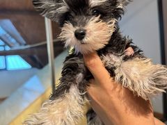 -翊宠yipet猫狗购宠庄园犬舍•猫舍