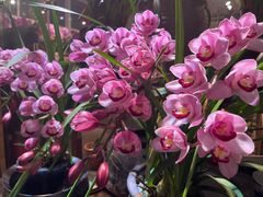 -双季花艺园艺市场(浦东店)