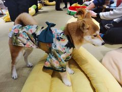 -逗柴咖啡屋·狗咖猫咖宠物桌游