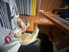 -楼上猫咖(罗湖店)