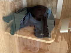 -老吴的猫·猫舍(新区店)