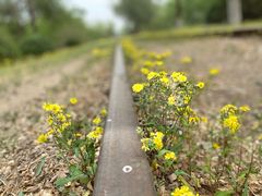 -永定河休闲森林公园