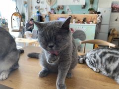 -平行世界·猫咖(首经贸店)