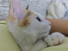 -博特宠物医院24h犬猫全科.骨科·异宠