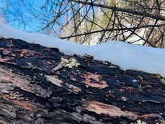 -峡谷浮石林景区