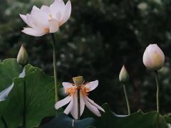 -杭州植物园