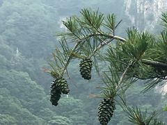-王顺山国家森林公园