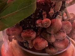-捞王猪肚鸡火锅(金华义乌之心店)