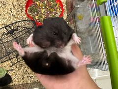 -钓仓鼠(洋桥北里小区店)