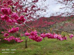 -广州市石门国家森林公园