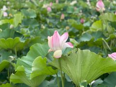 -荷塘月色湿地公园·向阳花洲