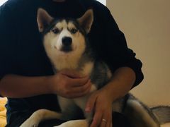 -Husky Go! 哈士奇体验馆·宠物咖啡厅狗咖
