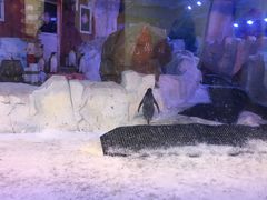 -芜湖新华联大白鲸海洋公园