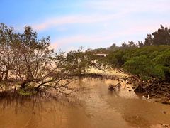 -宝安西湾红树林湿地公园