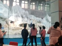 -帝企鹅自助餐厅•儿童岛•真企鹅(长隆企鹅酒店)