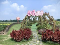 -荷兰花海
