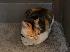 -Again Coffee Roaster(香蜜湖店)