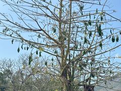 -三亚南山文化旅游区