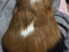 -雨林宠物医院 非犬猫异宠专科