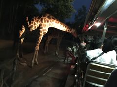 -清迈夜间动物园