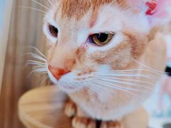 -飞行喵MR PILOT|猫舍·猫咖(静安大融城店)