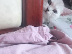 -宠爱国际动物医院· 猫科· 外科·中兽医(长白店)