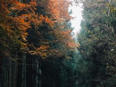 -山王坪喀斯特国家生态公园