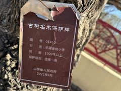 -千年枣林游览区