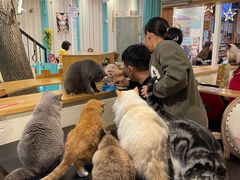 -猫小院猫主题咖啡厅(北锣店)