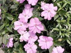 -深圳国际园林花卉博览园