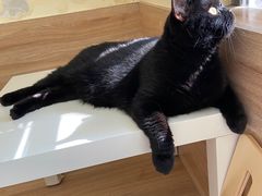 -滚猫咖啡·猫咖·猫友好撸猫(未来城店)