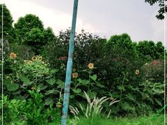-百万葵园