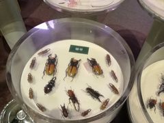 -陕西自然博物馆