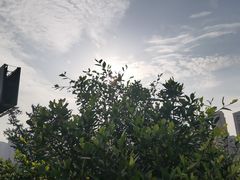 -蒋六十八梯眼镜面(狮子坪店)