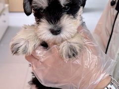 -翊宠yipet猫狗购宠庄园犬舍•猫舍