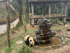 -中国大熊猫保护研究中心雅安碧峰峡基地