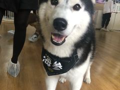 -Husky Go! 哈士奇体验馆·宠物咖啡厅狗咖