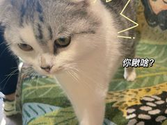 -喵屿·大理花园猫咖