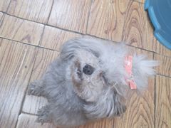 -志龙皇冠吃货椰子铺