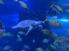 -太平洋海底世界