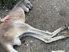 -可伦宾野生动物保护区