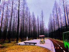 -黄海国家森林公园