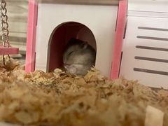 -钓仓鼠(洋桥北里小区店)