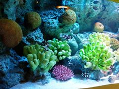 -暹罗海洋世界