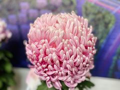 -杭州植物园